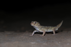 Teratoscincus bedriagai