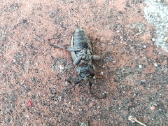 Neodorcadion bilineatum