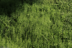 Scutellaria racemosa