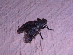 Platystoma seminationis