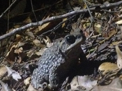 Rhinella spinulosa