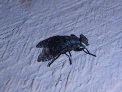 Platystoma seminationis