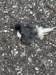 Setophaga caerulescens