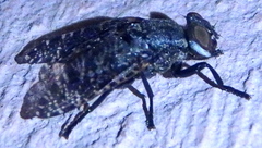 Platystoma seminationis