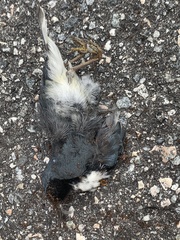 Setophaga caerulescens