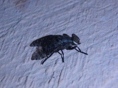 Platystoma seminationis