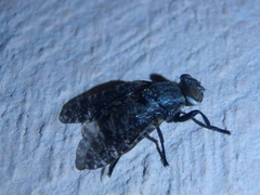 Platystoma seminationis