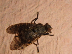 Platystoma seminationis