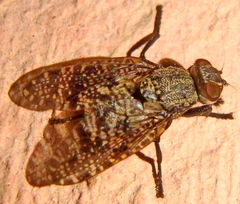 Platystoma seminationis