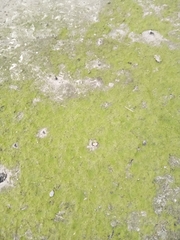 Klebsormidium crenulatum