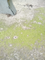 Klebsormidium crenulatum