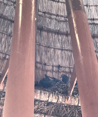 Columba livia domestica