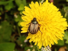 Blitopertha lineolata