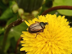 Blitopertha lineolata