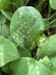 Entyloma