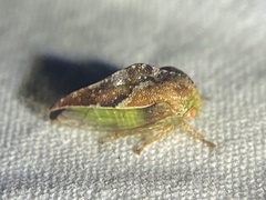 Cyrtolobus fenestratus