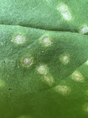 Entyloma