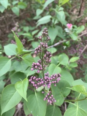 Syringa vulgaris
