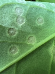 Entyloma