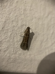 Ephestia elutella
