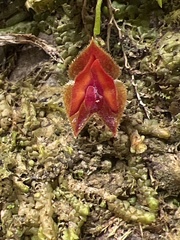 Lepanthes caritensis