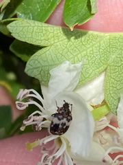 Anthrenus pimpinellae