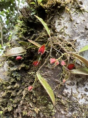 Lepanthes caritensis