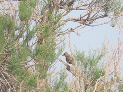 Hypocolius ampelinus