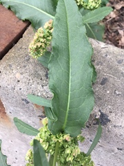 Rumex cristatus