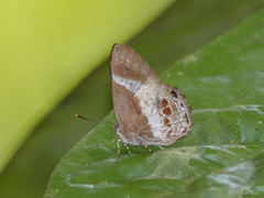 Simiskina phalia
