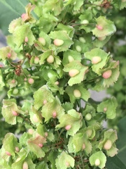 Rumex cristatus