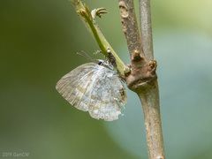 Curetis regula