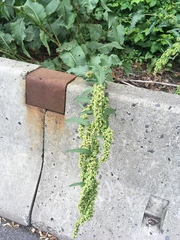 Rumex cristatus