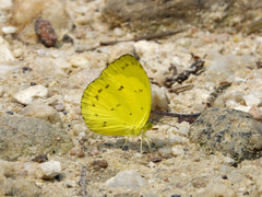 Eurema nicevillei