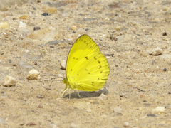 Eurema nicevillei