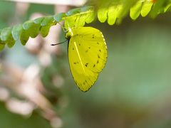 Eurema nicevillei