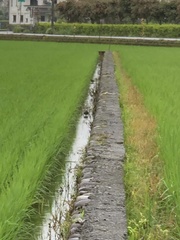 Rostratula benghalensis