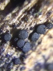Patellariaceae