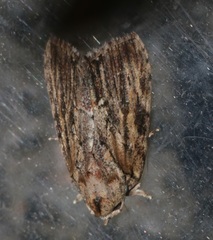 Etanna breviuscula