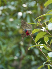 Dophla evelina