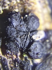 Patellariaceae