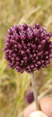 Allium
