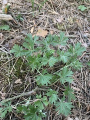 Potentilla argentea