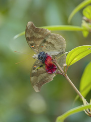 Dophla evelina