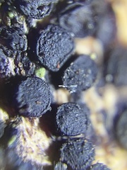 Patellariaceae