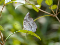 Dophla evelina