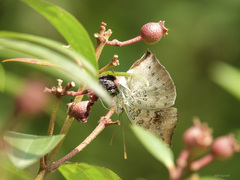 Euthalia anosia