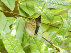 Euthalia anosia