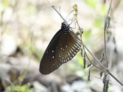 Euploea eyndhovii