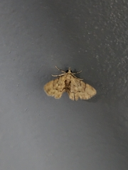 Gymnoscelis lophopus